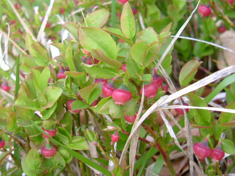 Vaccinium myrtillus / Mirtillo nero